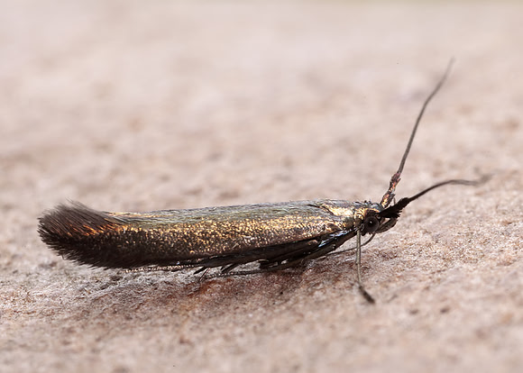 37.046 BF519 Coleophora deauratella