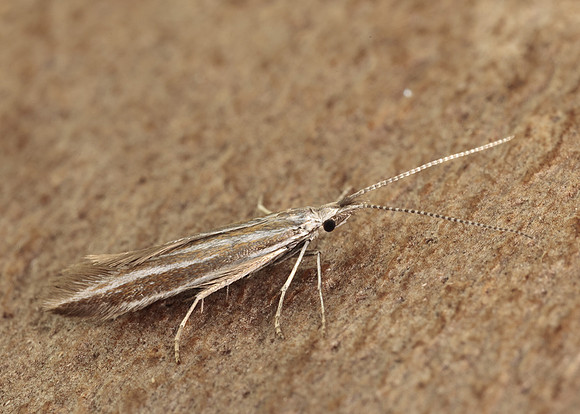 37.055 BF541 Coleophora pyrrhulipennella