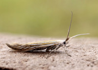 37.061 BF530 Coleophora lixella