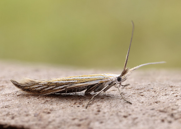 37.061 BF530 Coleophora lixella