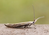 37.061 BF530 Coleophora lixella
