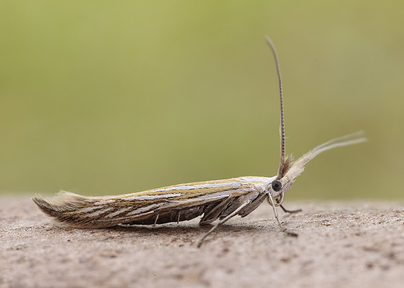37.061 BF530 Coleophora lixella