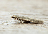 37.076 BF580 Coleophora sylvaticella