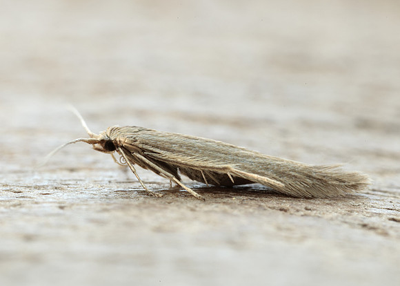 37.076 BF580 Coleophora sylvaticella