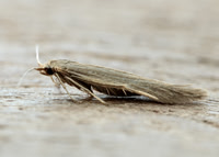37.076 BF580 Coleophora sylvaticella