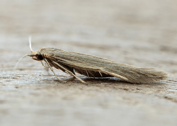 37.076 BF580 Coleophora sylvaticella