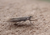 37.099 BF553 Coleophora striatipennella