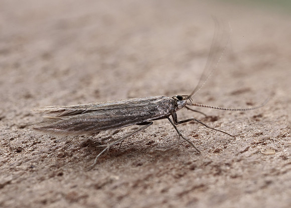 37.099 BF553 Coleophora striatipennella