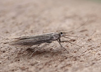 37.099 BF553 Coleophora striatipennella