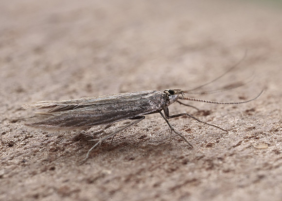 37.099 BF553 Coleophora striatipennella