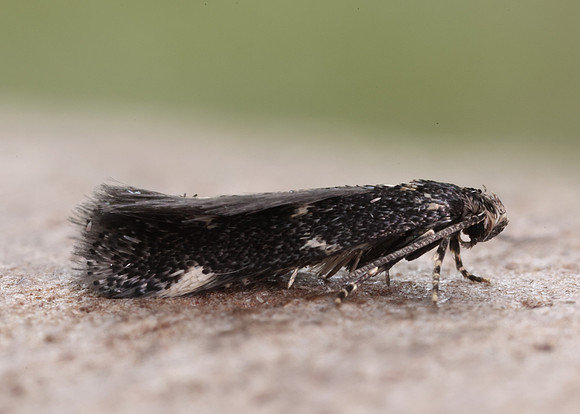 38.025 BF597 Elachista atricomella