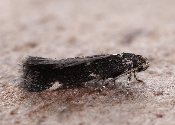 38.025 BF597 Elachista atricomella