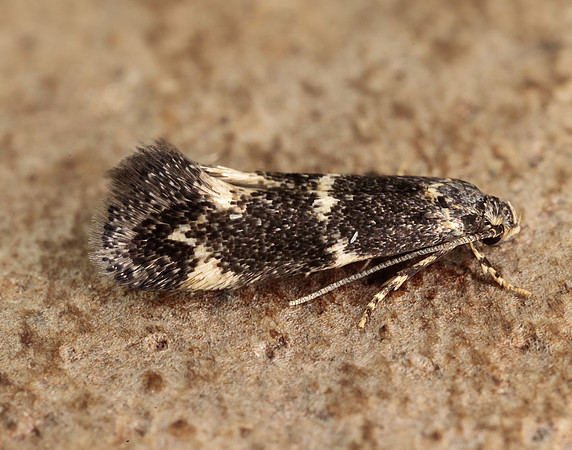 38.025 BF597 Elachista atricomella