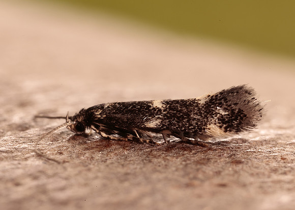 38.025 BF597 Elachista atricomella