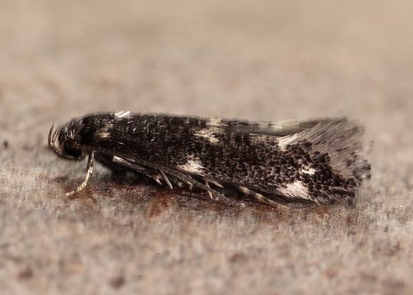 38.025 BF597 Elachista atricomella