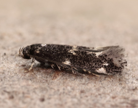 38.025 BF597 Elachista atricomella