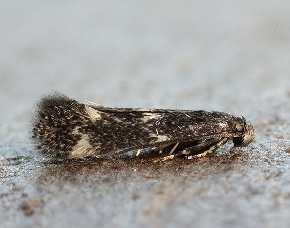 38.025 BF597 Elachista atricomella