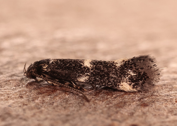 38.025 BF597 Elachista atricomella