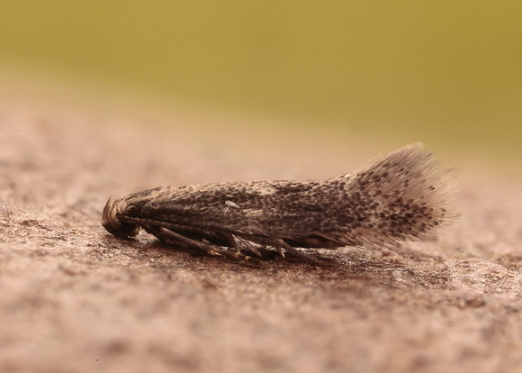 38.037 BF607 Elachista canapennella