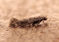 38.037 BF607 Elachista canapennella