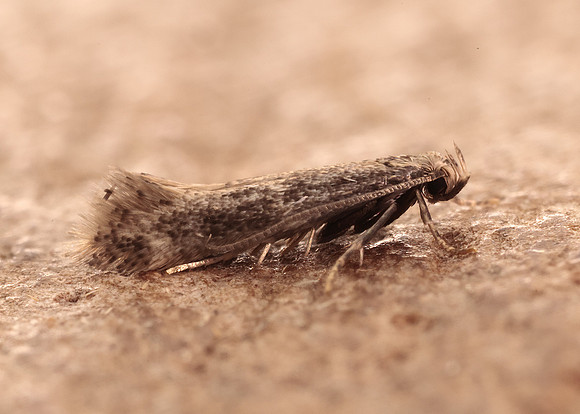 38.037 BF607 Elachista canapennella