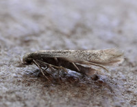 38.037 BF607 Elachista canapennella