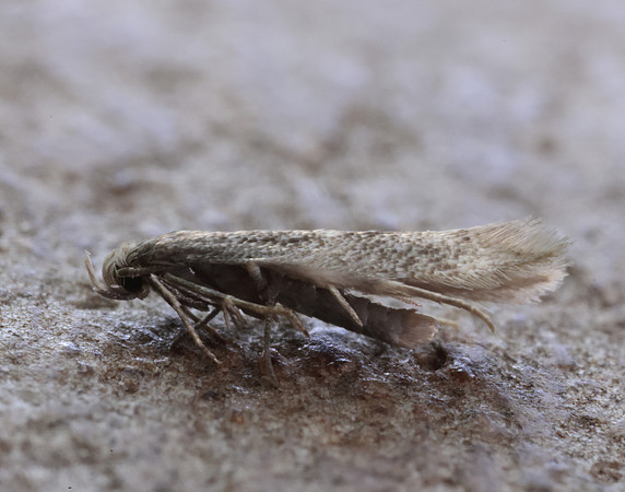 38.037 BF607 Elachista canapennella
