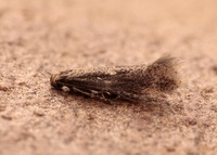 38.037 BF607 Elachista canapennella