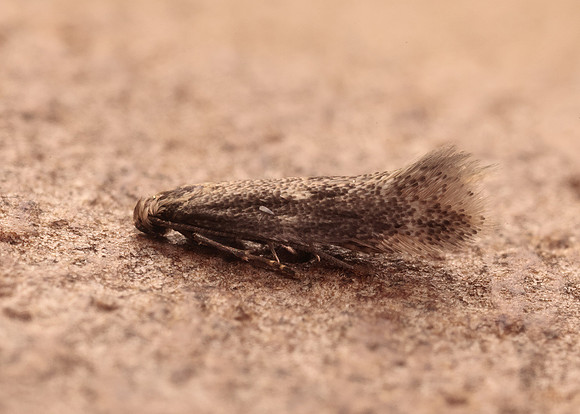 38.037 BF607 Elachista canapennella