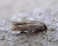 38.037 BF607 Elachista canapennella