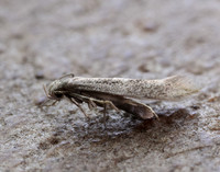 38.037 BF607 Elachista canapennella