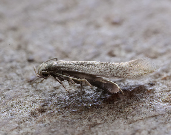 38.037 BF607 Elachista canapennella