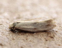 38.039 BF609 Elachista maculicerusella