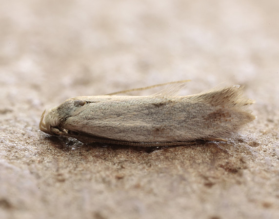 38.039 BF609 Elachista maculicerusella