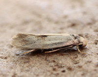 38.039 BF609 Elachista maculicerusella