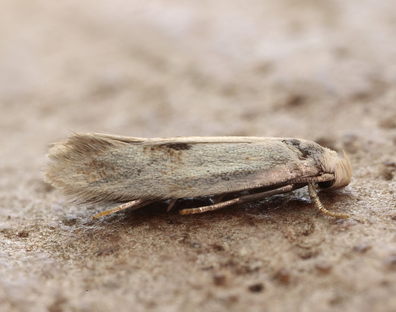 38.039 BF609 Elachista maculicerusella