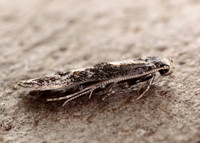 39.001 BF905 Blastodacna hellerella