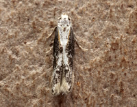 39.001-39.006 Parametriotidae