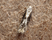 39.001 BF905 Blastodacna hellerella