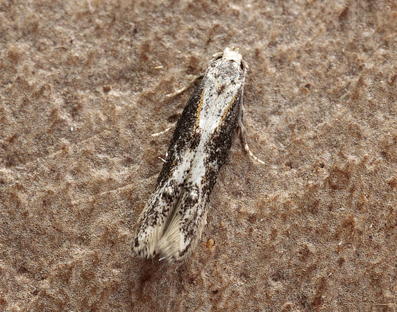 39.001 BF905 Blastodacna hellerella