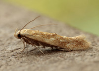 40.002 BF886 Mompha ochraceella