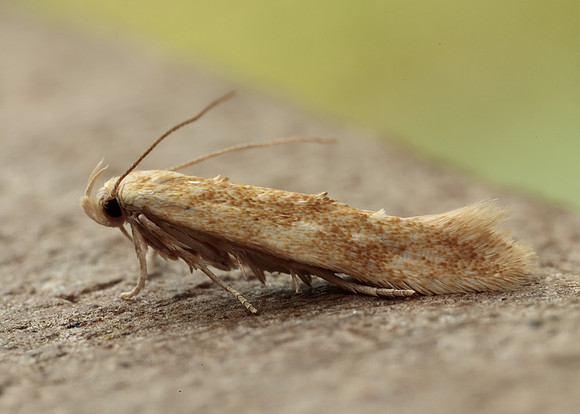 40.002 BF886 Mompha ochraceella