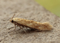 40.002 BF886 Mompha ochraceella