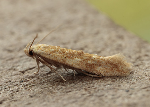 40.002 BF886 Mompha ochraceella