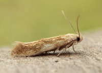 40.002 BF886 Mompha ochraceella