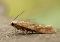 40.002 BF886 Mompha ochraceella