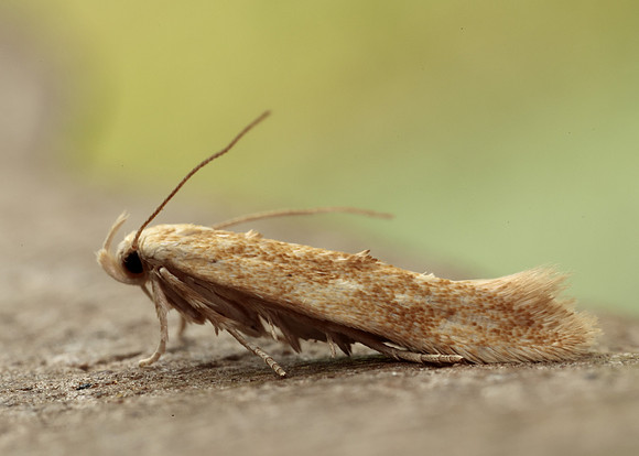 40.002 BF886 Mompha ochraceella