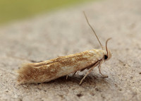 40.002 BF886 Mompha ochraceella
