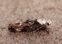 40.004 BF888 Mompha propinquella