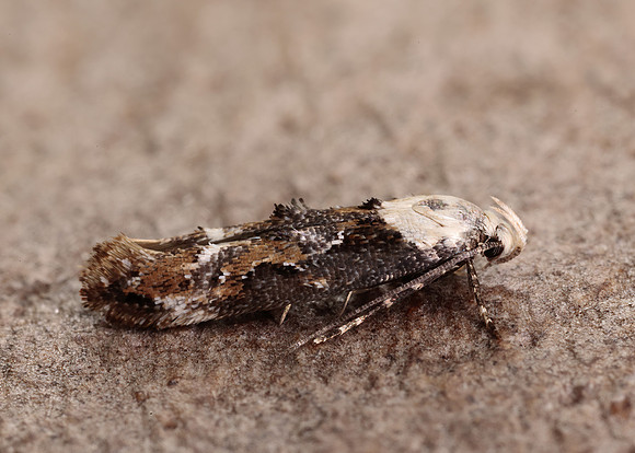 40.004 BF888 Mompha propinquella